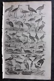 Goldsmith 1855 Antique Bird Print. Ornithology 71