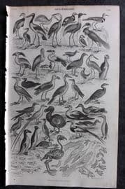 Goldsmith 1855 Antique Bird Print. Ornithology 72 Extinct Dodo