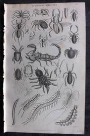 Goldsmith 1855 Antique Print. Arachnides, Myriapoda. Spiders, Scorpion 31