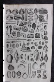 Goldsmith 1855 Antique Print. Conchology Shells 19