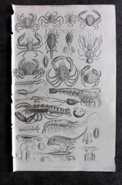 Goldsmith 1855 Antique Print. Crabs, Prawn, Shrimp, Lobesters 30