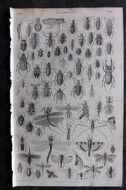 Goldsmith 1855 Antique Print. Entomology Insects 33