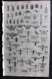 Goldsmith 1855 Antique Print. Entomology Insects 34