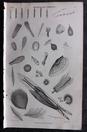 Goldsmith 1855 Antique Print. Microscopic Objects 90