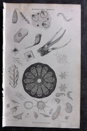 Goldsmith 1855 Antique Print. Microscopic Objects 91