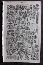 Goldsmith 1855 Antique Print. Mollusca Shells Sea Life 60