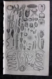 Goldsmith 1855 Antique Print. Sea Life - Jellyfish, Cuttlefish etc 32