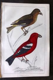 Goldsmith 1855 Hand Col Bird Print. American & White Winged Crossbill 34