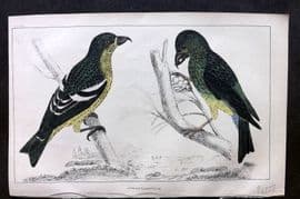 Goldsmith 1855 Hand Col Bird Print. American & White Winged Crossbill 36