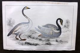 Goldsmith 1855 Hand Col Bird Print. Bewick's & Black Necked Swan 29