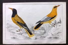 Goldsmith 1855 Hand Col Bird Print. Black Headed & Black Cheeked Oriole 18