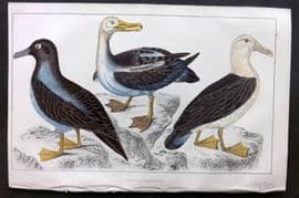 Goldsmith 1855 Hand Col Bird Print. Common, Sooty & Black-Eyed Albatross 71