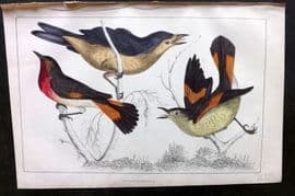 Goldsmith 1855 Hand Col Bird Print. Gnat Catchers 24
