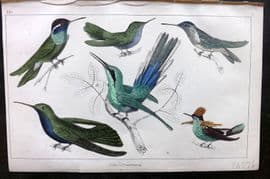 Goldsmith 1855 Hand Col Bird Print. Hummingbirds 25