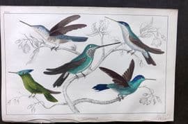 Goldsmith 1855 Hand Col Bird Print. Hummingbirds 26