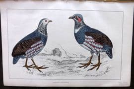 Goldsmith 1855 Hand Col Bird Print. Large Footed Partridge 19