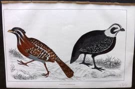 Goldsmith 1855 Hand Col Bird Print. Long Tailed & Montezuma's Quail 69