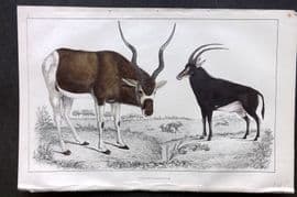 Goldsmith 1855 Hand Col Print. Addax Antelope. Sable Antelope 02