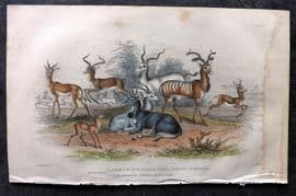 Goldsmith 1855 Hand Col Print. Antelopes 36