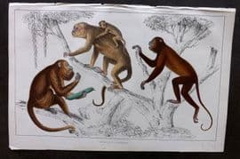 Goldsmith 1855 Hand Col Print. Black Howler, Ursine Howler Monkeys 53