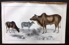 Goldsmith 1855 Hand Col Print. Common & Small Zebu 15
