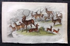 Goldsmith 1855 Hand Col Print. Deer, Reindeer, Stag etc 37