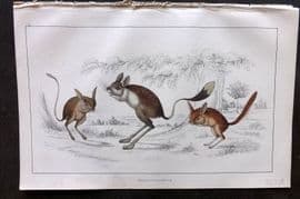Goldsmith 1855 Hand Col Print. Jerboa 07