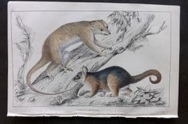 Goldsmith 1855 Hand Col Print. Rapouna Couscoos. Cook's Couscoos 52