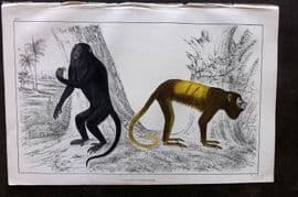 Goldsmith 1855 Hand Col Print. Royal & Golden Tailed Howler Monkeys 16