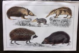 Goldsmith 1855 Hand Col Print. Tenrec, Hedgehog, Tendrac 51