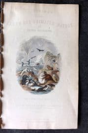 Goldsmith 1855 HC Print. A History of the Earth and Animated Nature Title Vol 2