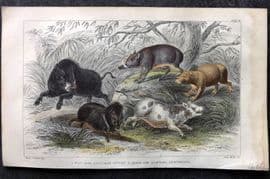 Goldsmith 1855 HC Print. Wild Boar, Collared Peccary, Chinese Sow, Capibara 38