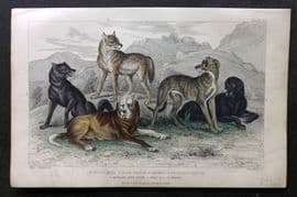 Goldsmith 1857 European Wolf, Black Wolf, St. Bernard's Mastiff, Greyhound Dog