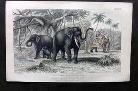 Goldsmith 1857 Hand Col Print. Asiatic Elephant