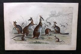 Goldsmith 1857 Hand Col Print. Kangaroos - Australia Natives