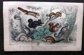 Goldsmith 1857 Hand Col Print. Squirrels