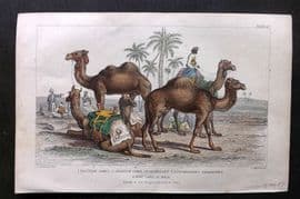 Goldsmith 1857 HC Bactrian & Arabian Camel or Dromedary, Post Camel of India