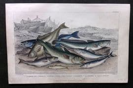 Goldsmith 1857 HC Fish. Cod, Haddock, Whiting, Coal Fish, Ling, Mackerel, Smelt