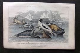 Goldsmith 1857 HC Harp Seal, Pennants Pied Seal, Marbled Seal, Walrus Sea Horse