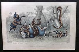 Goldsmith 1857 HC Print. Anaconda, Pedda Poda, Python Rattlesnakes Cobra Snakes