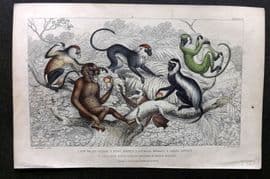 Goldsmith 1857 HC Print. Red Orang-Outang, Diana Monkey,Guereza, Green Monkey
