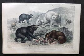 Goldsmith 1857 HC. Grisly & European Brown Bear, American Black Bear Polar Bear