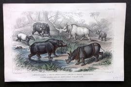 Goldsmith 1857 HC. Hippopotamus, Muchoco, Indian & White, AFrican Rhino, Tapir