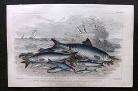 Goldsmith 1857 HCol Fish Print. Twaite Shad Herrings, Sprats, Pilchard, Anchovy