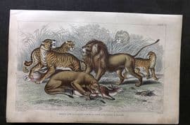 Goldsmith 1857 HCol Print. Asiatic Lion, Lioness, Bengal Tiger, Leopard, Jaguar