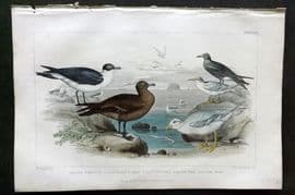 Goldsmith 1866 Bird Print. Black Toed Gull, Richardson's Skua, Glaucous Gull 63