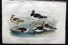 Goldsmith 1866 Bird. European Oyster Catcher, Grey Phalarope, Dotterel 62