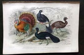 Goldsmith 1866 Hand Col Bird Print. Common Turkey, Crested Curassow 55