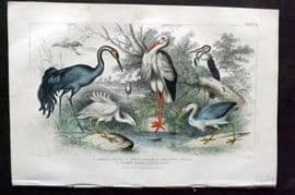 Goldsmith 1866 Hand Col Bird Print. Crane, White Stork, Heron, Little Egret 61