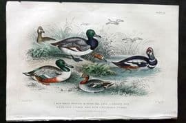 Goldsmith 1866 HCol Bird Print. Blue Winged Shoveler, Teal, Harlequin Duck 64